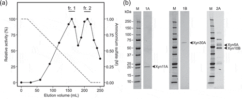 Figure 1. Purification of corn fibre xylan solubilizing enzymes from culture broth of strain H2C.(a) Relative activity of each fraction obtained by hydrophobic interaction chromatography. The activities were determined by quantification of solubilized AXOS from Cellfer after reaction. The value of the highest activity was defined as 100%. The fractions pooled and subjected to subsequent purification steps are indicated as fr.1 and fr. 2. (b) SDS-PAGE of purified fractions. Lane M: molecular mass standards; lanes 1A, 1B, and 2A: purified fractions. The SDS-PAGE gels were stained with SYPRO Ruby protein gel stain (Thermo Fisher Scientific).