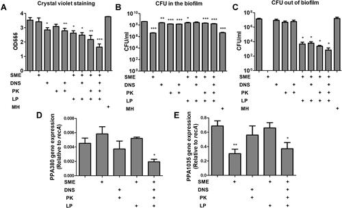 Figure 2 Determination of the antibacterial activity of SME (150 μg/mL) and/or DNS/PK (25 and 10 μg/mL) in free or liposomal form against Cutibacterium acnes biofilm after a 24-h treatment: (A) the biofilm mass determined by crystal violet staining; (B) C. acnes CFU inside the biofilm; (C) C. acnes CFU outside the biofilm; (D) PPA380 gene expression in C. acnes biofilm; and (E) PPA1035 gene expression in C. acnes biofilm. All data are presented as the mean of three experiments±S.E.M. ***p < 0.001; **p < 0.01; *p < 0.05.