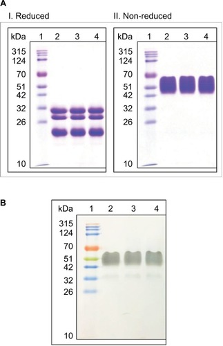 Figure 1 (A) Sodium dodecyl sulfate-polyacrylamide gel electrophoresis (SDS-PAGE) analysis of SB005 and reference products in reducing and non-reducing conditions. Lane 1: Molecular weight marker (315-10 kDa). Lane 2: Reference product-1; Lane 3: Reference product-2; Lane 4: SB005. (B) Western blot analysis of SB005 and reference products. Lane 1: Molecular weight marker (315-10 kDa); Lane 2: Reference product-1; Lane 3: Reference product-2; Lane 4: SB005.