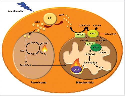 Figure 3. Mitochondrial and peroxisomal fatty acid oxidation. Transport of long-chain fatty acids (LCFAs) from the cytosol to the mitochondrial matrix for FAO involves the activation to acyl-CoA by acyl-CoA synthetase-1 (ACSL), conversion of LCFA-CoA to LCFA-carnitines by carnitine palmitoyltransferase (CPT) 1, translocation across the inner mitochondrial membrane by the carnitine/acylcarnitine translocase (CACT) and reconversion to LCFA-CoA by CPT2. These acyl-CoAs are β-oxidized and render acetyl-CoA. The entry of acetyl-CoA to the tricarboxylic acid cycle generates NADH and FADH. These cofactors transfer the electrons to the electron transport chain, where the protons are transported to the mitochondrial intermembrane space to generate energy as ATP. UCP1 dissipates the proton gradient, releasing energy as heat. Very long chain fatty acids (VLFA) enter the peroxisome to be shortened by peroxisomal FAO. Shortened acyl-CoAs and acetyl-CoA are transported to the mitochondria to be completely oxidized.