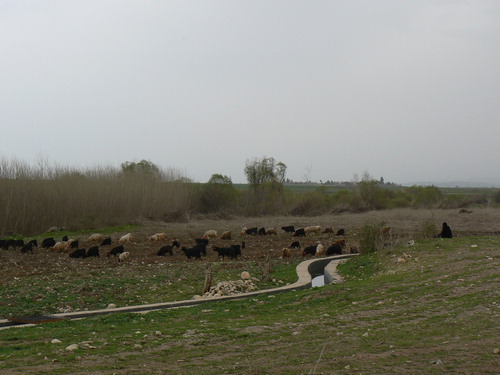 Figure 3. A goat herd daily grazing near to the archaeological mound in the river catchment area, Bestansur, Iraqi Kurdistan, spring 2012.