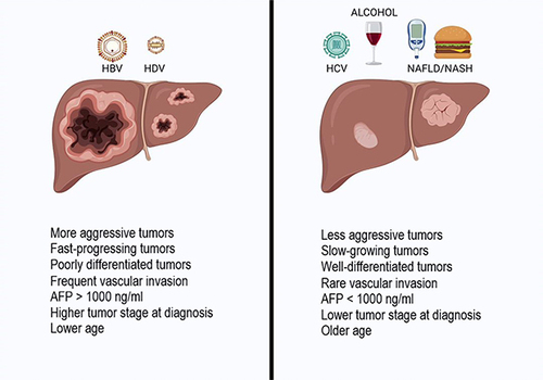 Figure 3 HCC clinical features at diagnosis in HBV/HDV patients and other aetiologies of liver disease. HBV/HDV-related HCC shows a more aggressive behavior compared with HCC related to other risk factors (such as alcohol, NAFLD, HCV, autoimmune diseases, biliary diseases), with a faster growth rate, larger nodule size, higher AFP serum levels, and a more advanced tumor stage. Image created with Biorender.com.