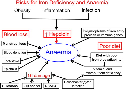 Figure 6. Contributors to iron deficiency and anemia. Blood loss can exceed the ability of the gut to upregulate iron absorption. In women of reproductive age, high menstrual blood loss is the most significant contributor to iron deficiency. In men and older women, blood loss from the gastrointestinal tract is the most common cause of iron deficiency. Diets of low iron bioavailability can reduce iron absorption. Factors, including obesity, that cause raised hepcidin concentrations compromise iron export and limit iron available for erythropoiesis.