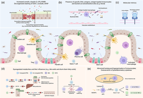 Figure 1. Roles of gut microbiota in the pathophysiology of IBD-associated EIMs. Generally, the intestinal epithelium is composed of enterocytes (the majority, defense and nutrition), goblet cells (scattered, secrete mucus), Paneth cells (crypt base, secrete anti-microbial peptides and regulate stem cells), stem cells (crypt base, proliferate), etc. Macrophages and DCs recognize microbial antigens, secrete pro-inflammatory cytokines or present antigens to other lymphocytes (e.g., naïve T cells, plasma cells), responsible for immune over-activation in the development of IBD and EIMs. (a) impaired gut barrier: transcellular hyper-permeability and paracellular hyper-permeability appear as a result of gut dysbiosis, respectively contributing to specific bacteria internalization and nonspecific microbiota translocation. Elevated expression of zonulin induces a down-regulation of occludin and E-cadherin. (b) translocation: increased levels of gut microbiota, relevant antigens (e.g., DNA) or toxins (e.g., LPS), antigen-loaded immunocytes are detected in the serum of patients with EIMs. (c) molecular mimicry: some bacterial antigens (e.g., Klebsiella nitrogenase) share similar epitopes with self-antigens (e.g., HLA-B27) and induce activation of auto-reactive immunocytes. (d) microbiota-related metabolites: dysregulated metabolism of BAs, SCFAs, MCFAs, etc., results in the impaired mucosa integrity, attenuation of anti-inflammatory response and promotes T cell trafficking toward extra-intestinal sites. (e) immunocytes and cytokines: aberrant expression of cell adhesion molecules and interaction with antigen-loaded macrophages are responsible for abnormal homing of lymphocytes. Activated APCs also favor differentiation of naïve T cells in the direction of pro-inflammatory Th17 cells. Treg, regulatory T cell; teff, effector T cell; LPS, lipopolysaccharide; iFABP, intestinal fatty acid binding protein; GFAP, glial fibrillary acidic protein; PBA, primary bile acid; SBA, secondary bile acid; SCFA, short-chain fatty acid; TGR5, transmembrane G protein-coupled receptor 5; FXR, farnesoid X receptor; ASBT, apical sodium-dependent bile acid transporter; FGF19, fibroblast growth factor 19; GPR43, G protein-coupled receptor 43; GPR109A, G protein-coupled receptor 109A; NLRP3, NOD-, LRR- and pyrin domain-containing 3; MAMPs, microbe associated molecular patterns; TLR, toll-like receptor; NLR, NOD-like receptor; APC, antigen-presenting cell; TNF-α, tumor necrosis factor-α; TGF-β, tumor growth factor-β.