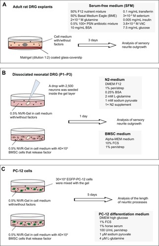 Figure 1 Schematic illustration of culture models used in this study.Notes: (A) To evaluate the bioactivity (neurite outgrowth inductive potential) of np-NTFs, half-cut adult DRG explants were maintained for 3 days in SFM at 37°C with 5% CO2 and sister cultures were stimulated with three different quantities (10 ng/mL, 50 ng/mL, or 100 ng/mL) of each single np-NTF (np-NGF, np-FGF-218kDa, or np-GDNF) or with a pool of the three np-NTFs (final concentration of each np-NTF 30 ng/mL or 50 ng/mL). (B, upper row) Neonatal DRGs were dissociated and seeded as a drop (2,500 neurons in 5 μL medium) into a layer of 800 or 1,000 μL of NVR-Gel (pure or supplemented with either single free recombinant NTFs or np-NTFs or a pool of either the free NTFs or np-NTFs). (B, lower row) In addition, DRG drop cultures were seeded into NVR-Gel containing nontransfected BMSCs or BMSCs overexpressing selected NTFs at a density of 40×104 cells/1,000 μL of 0.5% NVR-Gel. Cultures were maintained for 1 day. (C) A density of 30×104 EGFP-PC-12 cells was mixed with either np-NTFs or 40×104 nT-BMSCs or FGF-218kDa-BMSCs in a volume of 1 mL 0.5% NVR-Gel (containing PC-12 cell differentiation medium) and transferred into a 24-multiwell culture well. Cultures were maintained for 5 days.Abbreviations: np, nanoparticle; NTFs, neurotrophic factors; DRG, dorsal root ganglion; SFM, serum-free medium; NGF, nerve growth factor; FGF, fibroblast growth factor; GDNF, glia-derived neurotrophic factor; BMSCs, bone marrow-derived mesenchymal stromal cells; EGFP, enhanced green fluorescent protein; PC-12 cells, cell line from rat pheochromocytoma cells; PSN, penicillin–streptomycin–neomycin; BSA, bovine serum albumin; DMEM, Dulbecco’s Modified Eagle’s Medium; MEM, Minimum Essential Medium; FCS, fetal calf serum; pen/strep, penicillin/streptomycin.