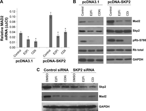 Figure 3 Pharmacological inhibition of either CDK1/2 or E2F1 prevented the induction of the expression of MAD2 by SKP2 overexpression.