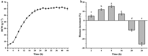 Figure 1. Effect of ultrasound treatment on the growth of C. glutamicum CP in different phases. (a): The growth curve of C. glutamicum CP; (b): biomass increase of C. glutamicum CP treated with ultrasound at different incubation times. Different letters indicate significant differences (P < 0.05)