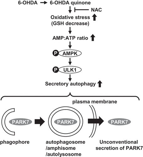 Figure 9. The proposed mechanism of autophagy-based unconventional secretion of PARK7 induced by 6-OHDA. The electrophilic 6-OHDA quinone formed from 6-OHDA lowers GSH levels and induces oxidative stress. Oxidative stress subsequently causes increase in AMP:ATP ratio and activates the AMPK-ULK1 pathway. This induces secretory autophagy, resulting in unconventional secretion of cytosolic PARK7.