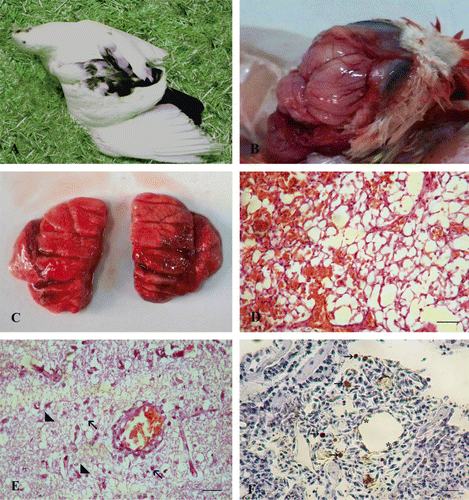 Figure 2. An experimentally infected pigeon at 5 d.p.i. 2a: Severe neurologic signs consisting of torticollis and wing paralysis. 2b: Brain showing severely congested meningeal blood vessels. 2c: Lungs showing oedema and haemorrhage. 2d: Pulmonary haemorrhage represented by occlusion of the alveolar spaces with erythrocytes. Haematoxylin and eosin, bar: 50 µm. 2e: Brain showing vacuolation, spongiosis, degenerated neurons (arrowheads), microglial cell infiltrations (arrows) and perivascular lymphocytic cuffing. Haematoxylin and eosin, bar: 50 µm. 2f: Immunostaining revealed sporadic moderate positive staining of the pneumocytes (asterisk), interstitial tissue and few intravascular mononuclear cells of the lungs (arrows). Immunohistochemistry, bar: 50 µm.