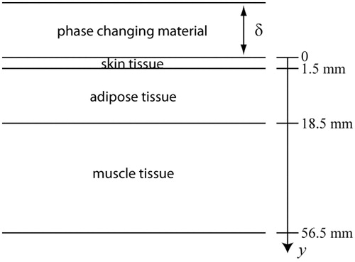 Figure 1. Model geometry of skin, adipose and muscle tissue layers. The thicknesses of the skin, ls, subcutaneous tissue, lf,c and muscle, lm, layers are, respectively, 1.5, 17 and 38 mm. δ is the parametric variable that represents the PCM thickness and is calculated or set constant as described in the text.