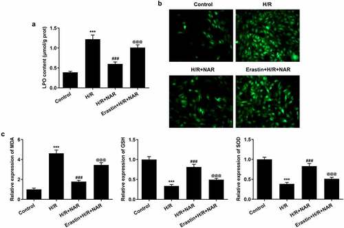 Figure 6. Ferroptosis inducer Erastin reversed the protective effect of NAR on H/R induced H9C2 cardiomyocytes. A. The kit was used to detect the level of lipid peroxide LPO in cells. B. DCFH-DA staining was used to detect ROS levels. C. The kit detected levels of oxidative stress in cells. ***p < 0.01 vs Control; ### p < 0.001 vs H/R; @@@p < 0.001 vs H/R + NAR