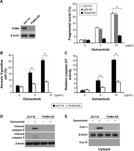 Figure 3 PUMA mediates the anticancer effects of osimertinib through the mitochondrial apoptotic signaling.