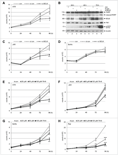 Figure 2. Suppression of BCL6 inhibits proliferation of trophoblasts. (A) Cell viability of HTR cells depleted of BCL6. HTR cells were treated with control siRNA (si con) or siRNA targeting BCL6 (si BCL6) and cultured for indicated time periods for evaluating cell viability. Non-treated HTR cells were taken as control (con). The results are presented as mean ± SD and statistically analyzed relative to control siRNA treated HTR cells. *p < 0.05. (B) Western blot analysis. HTR cells were treated as described in (A) and harvested for Western blot analyses with indicated antibodies. β-actin served as loading control. (C) Cell viability of JAR cells depleted of BCL6. JAR cells were treated as described in (A). The results are presented as mean ± SD and statistically analyzed relative to control siRNA treated JAR cells. *p < 0.05; **p < 0.01. (D) Cell viability of BeWo cells depleted of BCL6. Cells were treated as in (A). The results are presented as mean ± SD. (E-H) BCL6 inhibitor 79–6 suppresses proliferation of HTR (E), JAR (F), BeWo (G) and Raji cells (H). Cells were treated with 79–6 at indicated concentrations and harvested at indicated time points for evaluation of cell viability. The results are presented as mean ± SD and statistically analyzed relative to control cells treated with DMSO. *p < 0.05; **p < 0.01; ***p < 0.001. B-cell lymphoma Raji cells were taken as control.