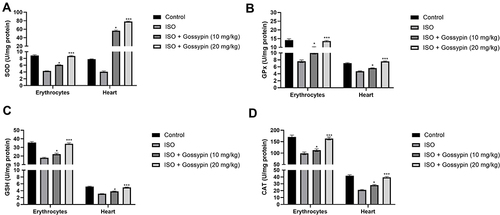Figure 6 Effect of Gossypin on the antioxidant parameters in erythrocytes and heart tissue of ISO induced MI rats. (A) SOD, (B) GPx, (C) GSH and (D) CAT. Values are presented as mean± standard error mean (SEM). Where *P<0.05, and ***P<0.001 were consider as significant, more significant and extreme significant. All group contains 6 rats.