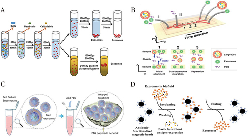 Figure 2 (A) Exosome isolation procedures based on ultracentrifugation. Reprinted from Bu HC, He DG, He XX, et al. Exosomes: isolation, analysis, and applications in cancer detection and therapy. Chembiochem. 2019;20(4):451–461. © 2019 Wiley-VCH Verlag GmbH & Co. KGaA, Weinheim.Citation52 (B) Size-dependent microfluidics for exosome isolation. Reprinted from Liu C, Guo JY, Tian F, et al. Field-free isolation of exosomes from extracellular vesicles by microfluidic viscoelastic flows. ACS Nano. 2017;11(7):6968–6976. Copyright: American Chemical Society, 2017.Citation54 (C) PEG precipitation for exosome isolation. Reprinted from Weng YJ, Sui ZG, Shan YC, et al. Effective isolation of exosomes with polyethylene glycol from cell culture supernatant for in-depth proteome profiling. Analyst. 2016;141(15):4640–4646. Copyright: Royal Society of Chemistry, 2016.Citation55 (D) Immunoaffinity for exosome isolation. Reprinted from Chen JC, Li PL, Zhang TY, et al. Review on strategies and technologies for exosome isolation and purification. Front Bioeng Biotechnol. 2022;9:811971. Creative Commons.Citation56