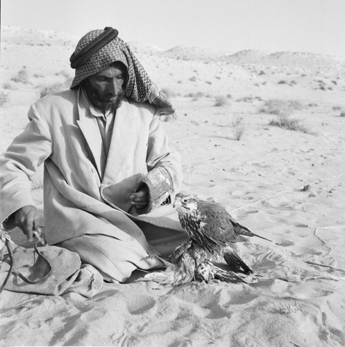 Figure 24: Falcon training, Qatar, 1959 (Jette Bang photo / Moesgaard Museum).