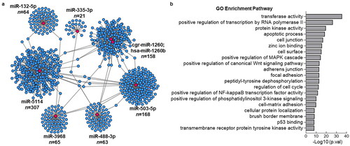 Figure 4. Visualization of identified miRNA with its associated target genes and GO analysis. (a) the Networks of identified most significant miRNAs (miR-758-3p, miR-503-3p, miR-5114, miR-1260b, miR-20a-5p, miR-132-5p, miR-488-3p, miR-3968, miR-503-5p, miR-335-3p) and their target genes with TargetScan_score > 90 and Miranda_energy < -20. (b) GO analysis of differentially expressed significant miRNAs in response to colitis. The top 20 of the most related parts were shown.
