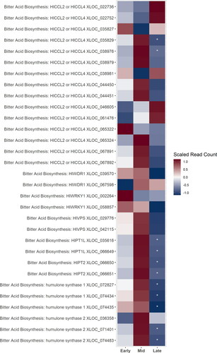 Figure 3. A heatmap of gene expression patterns scaled across development stages for putative homologs of genes within the bitter acid biosynthesis pathway. The order of the genes from top to bottom represents the order of the pathway from the degradation of the BCAAs in the cytosol to the formations of the bitter acids in the plastid. Gene acronyms are defined in Figure 1. The XLOC numbers refer to the gene sequence available on hopbase.org. There are multiple XLOC numbers for some genes because there are multiple copies of the gene, errors in the assembly, or uncertainty in the annotation. Asterisks indicate expression levels are significantly different from the previous developmental stage with a BH-adusted p-value < 0.05. * = logfold-change > 2 or < -2; ** = logfold-change > 4 or < -4; *** = logfold-change > 6 or < -6.