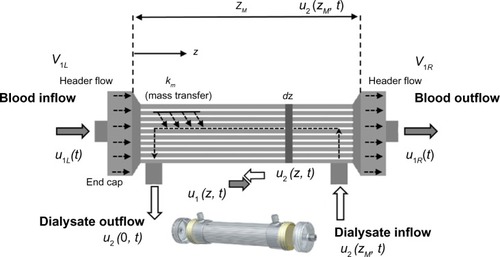 Figure 1 ODE/PDE model of one-dimensional (1-D) counter current hemodialyzer with distance z of the spatial boundary independent variable along the dialyzer.