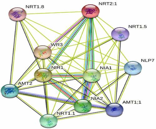 Figure 13. Co-expression network analyses of B46NRT2.1. Co-expression network analyses of B46NRT2.1 using the TomExpress platforms.