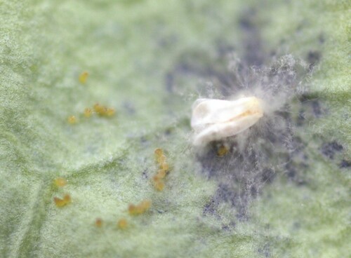 Figure 1. Whitefly (Bemisia tabaci) adult cadaver showing growth of C. javanica.