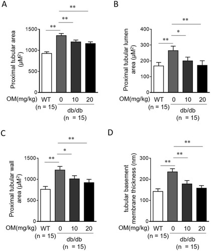 Figure 5 OM reduces tubular injury in db/db mice. (A-D) Eight-week-old male db/db mice were intragastrically administered with 10 mg/kg OM, 20 mg/kg OM or equal volume of vehicle saline (0 mg/kg OM) per day for 8 weeks (n = 15). The wild-type littermates (WT, n = 15) were administered with equal volume of saline and used as controls for db/db mice. The proximal tubular area (A), proximal tubular lumen area (B), proximal tubular wall area (C), and tubular basement membrane thickness (D) were analyzed by periodic acid-Schiff (PAS) staining on kidney sections. Data are mean ± SD. *P < 0.05; **P < 0.01.