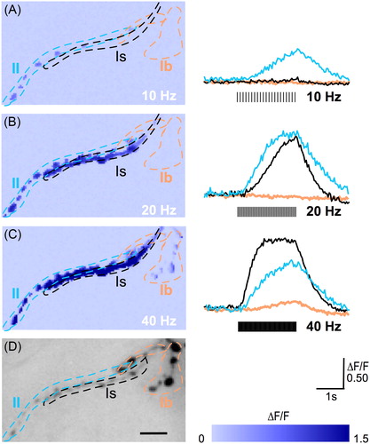 Figure 1. Distinct frequency response patterns of GCaMP Ca2+ signals in glutamatergic type Ib (tonic) and Is (phasic), and aminergic type II synapses. (A–C) GCaMP signals (ΔF/F) evoked at 10-, 20- and 40-Hz stimulation, respectively. Stimulation duration: 2 s. External Ca2+ concentration: 0.1 mM. Left panels: maximum response intensity shown in monochromatic maps, with the lookup color map shown in bottom right of the figure. Right panels: kinetic waveform traces from representative boutons. Type Ib, Is and II motor terminals are encircled with orange (thick grey), black and cyan contours (thin grey), respectively; corresponding color-coded waveform traces are shown in the right panels. (D) GCaMP baseline fluorescence (F) of type Ib, Is and II boutons (inverted fluorescence image). Genotype type: +/Y; c164-GCaMP1.3, which was used throughout this study and served as the wild type control in Figures 5 and 9.