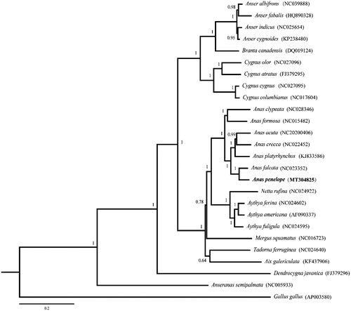 Figure 1. Phylogenetic relationship of Anas peneope and the other 25 species based on the Bayesian method. The bootstrap values are shown at the nodes.