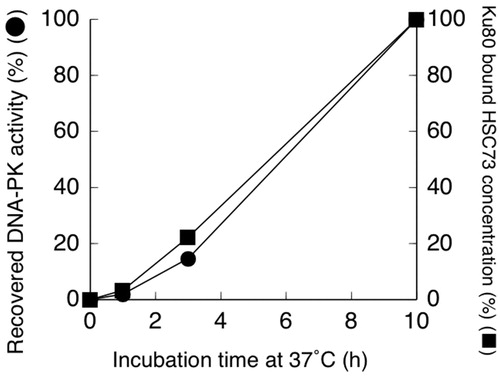 Figure 3. Recovered DNA-dependent protein kinase (DNA-PK) activity (●) and Ku80 bound HSC73 concentrations (■) in nuclei from hybrid cells. Cells were treated at 44 °C for 15 min, then cultured at 37 °C for the indicated time periods.