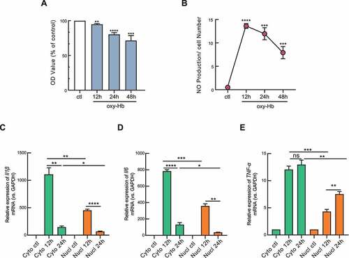 Figure 2. Haemoglobin mediated cytotoxicity, NO production and neuroinflammation cytokine production. (A) Cell viability in the process of neuroinflammtion was tested by MTT assay. Microglia BV2 cells were treated with oxyhaemoglobin (oxy-Hb) for 12 hours (12 h), 24 hours (24 h) or 48 hours(48 h). Result was calculated with untreated control (ctl) group and presented as mean ± SEM (n = 4). (B) Production of nitric oxide (NO) was measured. Result was calculated with untreated control (ctl) group and normalized with cell number (n = 3). (C, D, E) RT-qPCR detection of Il1β, Il6, and TNF-α mRNA expression levels in subcellular fractions of microglia in response to 12 h or 24 h of oxy-Hb treatment were measured. RT-qPCR results were normalized using housekeeping gene GAPDH and the fold change in each gene in 12 h or 24 h treated group was calculated with untreated control (ctl) group by the (2−ΔΔCt) method (n = 3). Error bars represent mean ± SEM of N = 3 independent experiments (biological replicates) and P-values are calculated by unpaired two-tail t-test with Welch’s correction. *P < 0.05, ** P < 0.01, and ***P < 0.001