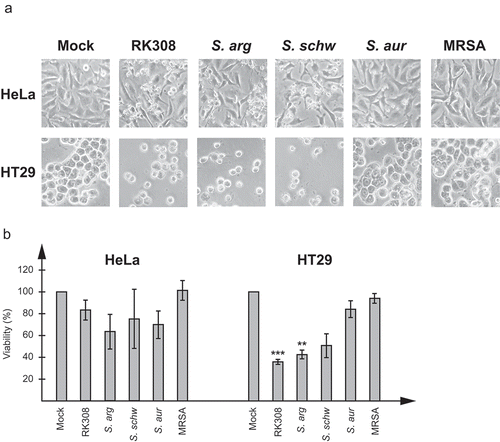 Figure 1. S. argenteus and S. schweitzeri isolates are cytotoxic to human cancer cells. Broth from overnight cultures of S. argenteus RK308 (RK308), S. argenteus MSHR1132T (S. arg), S. schweitzeri FSA084T (S. schw), S. aureus 1800T (S. aur) and MRSA CCUG 35601 (MRSA) was added to HeLa and HT29 cells for 6 h. Un-inoculated broth was used as mock. (a) Cells were photographed through the microscope lens. (b) Viability of cells from (a) calculated from the MTT assay compared to mock, which was set to 100%. Asterisks above bars show significant differences as compared to S. aureus 1800T.