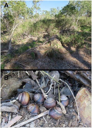 Figure 42. Figuladra appendiculata surviving under rocks in severely degraded vine thicket from unnecessary clearing at the side of Roconia Road, Lakes Creek, SEQ.