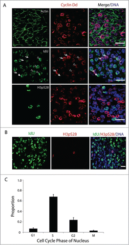 Figure 2. Asynchronous proliferation of germ nuclei with a distinct G1-phase. (A) Immunostaining of asynchronous mitotic germ nuclei show different levels of Cyclin Dd expression (n = 10 animals). Actin network within the single-cell coenocyst is stained in green. Cyclin Dd expression peaks in G1 (arrows), persisted at reduced levels in early S (arrowheads; Campsteijn et al.Citation24) and was absent thereafter. Cyclin Dd expression was not seen in nuclei expressing the mitotic marker H3pS28. (B) Larger overview of germline nuclei indicating proportions in G- (no staining), S- (IdU incorporation) and M-phase (H3pS28 staining) prior to meiotic entry. (C) Proportion of germ nuclei in each of the proliferative cell cycle phases was assessed (n = 10 animals) by immunostaining in combination for markers: Cyclin Dd (G1), short IdU pulse (S), and H3pS28 (M). Nuclei that were negative for all of these markers were in G2. Error bar indicates standard error. Scale bars = 10 µm.