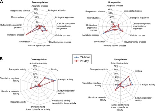 Figure 4 Biological processes and molecular functions associated with downregulation and upregulation of proteins after 24 hours and 28 days exposure to ZnONP.Notes: (A) Biological processes associated with the downregulation and upregulation of proteins in the 24-hour and 28-day responses after exposure to ZnONP. (B) Molecular functions associated with the downregulation and upregulation of proteins in the 24-hour and 28-day responses after exposure to ZnONP. The biological processes and molecular functions were determined using PANTHER analysis.Abbreviations: ZnONP, zinc oxide nanoparticle; PANTHER, Protein ANalysis THrough Evolutionary Relationships.