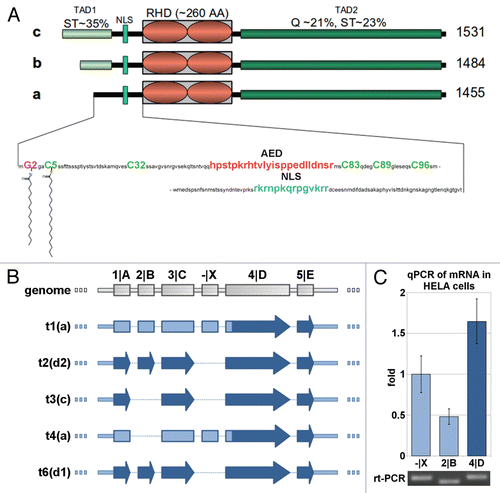 Figure 1 Protein isoforms, transcripts and expression of NFAT5. (A) Schematic alignment of NFAT5 isoforms a, b and c. The 3 main protein domains are two transactivation domains (TAD1/2) and a Rel homology domain (RHD). Tad1 contains a hypothetical auxiliary export domain (AED) followed by a nuclear localization sequence (NLS). The three isoforms differ in their N-terminal sequence. Only NFAT5a has the N-terminal glycine for myristoylation (purple). Possible cysteines for palmitoylation (green) are indicated.Supplemental Material A contains a Table of NFAT5 orthologs and their alignment. (B) Schematic representation of the mRNA architecture for all known NFAT5 transcripts. The respective protein isoforms are indicated next to the transcript number by their letter codes. (C) Endogenous NFAT5a mRNA expression in HeLa cells was tested with qPCR. All three mRNA segments targeted, namely, -|X (occurring in transcripts 1 and 4, seeTable 1 andSup. Material A for the aligment of the transcripts), exon 2|B (occurring in transcripts 1, 2 and 6) and exon 4|D (occurring in transcripts 1–4 and 6), were found to be present in the cells. The PCR products were analyzed on an agarose gel, and the bands were sequenced to confirm the identity of the respective mRNA segments.