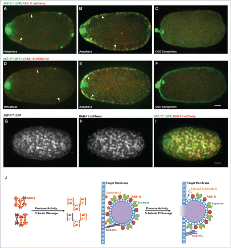 Figure 8. SEP-1PD::GFP does not affect RAB-11 after cortical granule exocytosis. Representative images of meiosis I in embryos expressing separase (green) and RAB-11 (red). (A, D) RAB-11 localizes to cortical granules several minutes before anaphase, before either SEP-1WT::GFP (B, green) or SEP-1PD::GFP/+ (E, green) localize to cortical granules. SEP-1WT::GFP (B, green) and SEP-1PD::GFP (E, green) colocalize with RAB-11::mCherry (red) on the cortical granules in anaphase I. White arrowheads denote colocalization of separase and RAB-11 on cortical granules. (C, F) After exocytosis, SEP-1PD::GFP/+ associated with the plasma membrane while SEP-1WT::GFP and RAB-11::mCherry rapidly disappeared. (G-I) Surface plane of SEP-1WT::GFP (G) and RAB-11::mCherry (H) clearly shows their colocalization (merge in I) on cortical granules. (J) Working model of separase function in exocytosis during cytokinesis. Separase cleaves cohesin kleisin subunit SCC-1 during mitotic anaphase and promotes chromosome segregation. In cytokinesis, separase colocalizes with RAB-11 vesicles. SNAREs including SYX-4 promote vesicle fusion with target membrane. Our results suggest that separase cleaves an unknown substrate to promote exocytosis. Scale Bars, 10 μm.