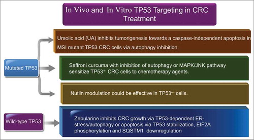 Figure 17. TP53 status of CRC and the respective targeting strategies in in vitro and in vivo models for CRC therapy. All chemical compounds, drugs, and inhibitors have been introduced in the section “TP53 status-dependent therapeutic strategies.”