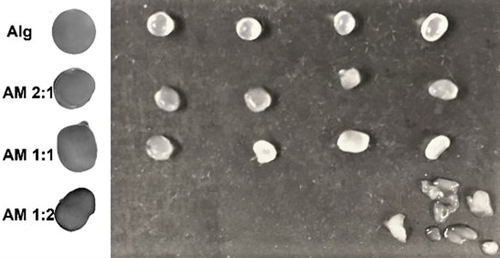 Figure 2. Macroscopic shape of microcapsules obtained from alginate (Alg) and from alginate-mucilage mixtures at different ratios (AM 2:1, AM 1:1, and AM 1:2).