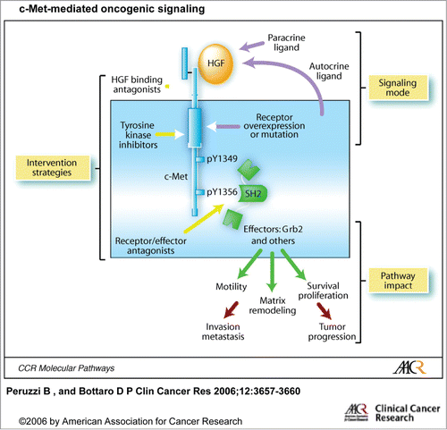 Figure 1. c-Met-mediated oncogenic signaling (from Peruzzi et al). Activation of c-Met-mediated oncogenic signaling occurs most commonly through aberrant paracrine HGF stimulation and consequent receptor overexpression or through autocrine HGF production, receptor mutation, gene amplification or rearrangement. Increased cell proliferation, survival, motility, and extracellular matrix degradation resulting from pathway activation contributes to tumor growth, invasiveness, and metastasis. At least 3 routes of pathway intervention have been followed as selective anticancer drug development strategies: antagonism of ligand binding, inhibition of TK catalytic function, and blockade of interactions between activated receptors and downstream intracellular effectors.© American Association for Cancer Research. Reproduced by permission of American Association for Cancer Research. Permission to reuse must be obtained from the rightsholder.