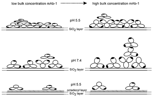 Figure 11. Cartoon of the change in surface fraction and molecular orientation (layer thickness) for the adsorption mAb-1 to SiO2 and OTS-coated SiO2 with increasing bulk concentration at pH 7.4 and 5.5.