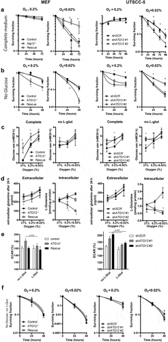 Figure 5. ATG12 is required for glutamine homeostasis and mediates survival during hypoxia in MEFs and UTSCC5 cells. (A) Clonogenic survival of control, ATG12−/− and ATG12−/− where ATG12 is re-expressed (rescue) MEF (left panels) or UTSCC5 cells that express control or ATG12-targeting shRNA (right panels) after exposure to moderate (O2 = 0.2%) or severe (O2 < 0.02%) hypoxia in complete medium (mean ± SEM, n = 3). (B) Clonogenic survival of MEF (left panels) and UTSCC5 cells after exposure to moderate and severe hypoxia in glucose-depleted medium (mean ± SEM, n = 4). (C) Glucose use by MEF and UTSCC5 cells over 24 h in complete medium (left panels) and in L-glutamine depleted medium (right panels) under ambient oxygen, moderate and severe hypoxia (mean ± SEM, n = 4). (D) Extracellular (left panels) and intracellular (right panels) after 24 h incubation under ambient oxygen, moderate or severe hypoxia (mean ± SEM, n = 4). (E) basal glycolysis as determined ECAR (Seahorse) of MEF (left panel) and UTSCC5 cells (right panel) in the absence or presence of 2 mM L-glutamine (mean ± SEM, n = 4). (F) Clonogenic survival of MEF and UTSCC5 cells after exposure to moderate or severe hypoxia in the absence of glucose and L-glutamine in culture medium during exposure (mean ± SEM, n = 4) * indicates p < 0.05.