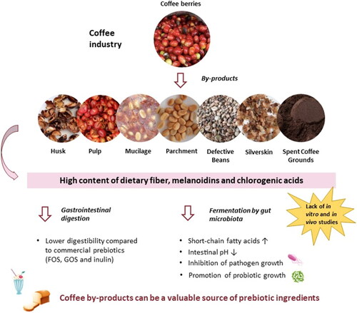 Figure 1. Potential of coffee by-products as prebiotic ingredients.