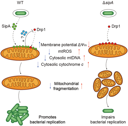 Figure 6. Model of S. Tm remodeling mitochondrial dynamics for its efficient replication.