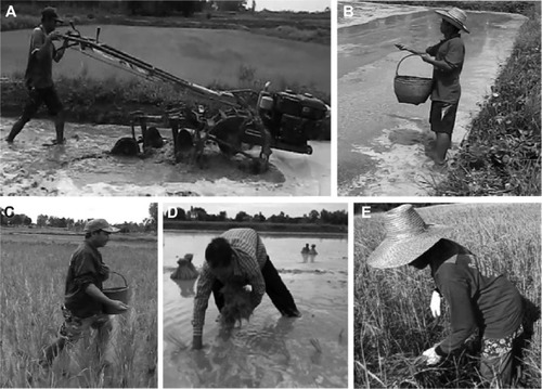 Figure 1 Typical rice cultivation processes including: (A) plowing; (B) seeding;(C) nursing and fertilizing; (D) planting; and (E) harvesting.