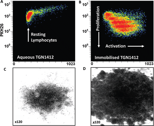 Figure 2.  Proliferation of PKH26-stained human PBMC incubated 3 days with (a) 1 μg/well aqueous TGN1412 vs (b) 1 μg/well immobilized TGN1412. Lymphocyte proliferation appears as bands of cells with decreasing PKH26 fluorescence as dye is divided equally between daughter cells and increased forward scatter (FSC) corresponding to increased size due to blasting. No proliferation is observed with aqueous TGN1412 (a) compared to a strong proliferative response with immobilized TGN1412 (b). Low power light microscope images of 2 × 105 human PBMC in tissue culture after 3 days culture with (c) 1 μg/well aqueous TGN1412 vs (d) 1 μg/well immobilized TGN1412.