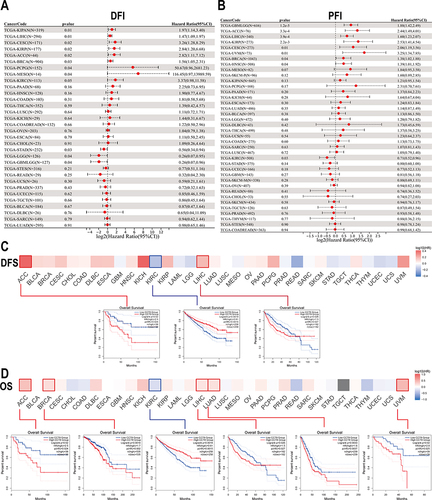 Figure 2 CCT8 expression affected tumor survival. (A and B) Sangerbox was used to evaluate the associations between CCT8 and survival (DFI (A) and PFI (B)). (C and D) GEPIA was used to perform OS (C) or DFS (D) analysis based on CCT8 expression. In the (C and D), red and blue represented the high and low CCT8 groups, respectively. The ordinate represented the percent survival, and the abscissa represented the survival time. The Log rank test was used for the above analysis.