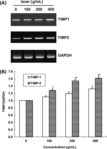 Fig. 7. Expression of TIMP-1/-2 mRNA in SK-Hep1 cells after treatment with laver extract for 24 h, as measured by RT-PCR.Note: Values marked * and ** indicate significant differences from control (p < 0.05).