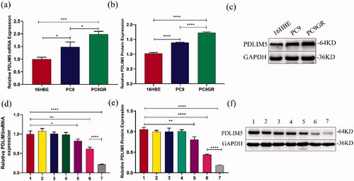 Figure 3. Expression differences of PDLIM5 in PC9GR cells. The mRNA and protein expression differences of PDLIM5 in H16BE, PC9, and PC9GR cells were detected using RT-PCR (a) and Western blot (b,c). The knockdown of the PDLIM5 gene in PC9GR cells was detected: the expression of PDLIM5 mRNA in PC9GR cells was detected in seven groups by RT-PCR (d). The expression of PDLIM5 protein in PC9GR cells was tested in seven groups by Western blot (e,f). GAPDH acted as an internal reference. Groups 1–7 represented as Table 2: (Group 1) Blank, (Group 2) SCR, (Group 3) SCR-NB, (Group 4) PDLIM5siRNA, (Group 5) PDLIM5siRNA + US, (Group 6) PDLIM5siRNA-NB, and (Group 7) PDLIM5siRNA-NB + US. *p < .05, **p < .01, ***p < .005, ****p <.001, Comparison between the two groups.