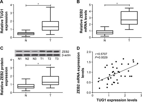 Figure 1 Expression levels of TUG1 and ZEB2 in bladder cancer tissues (n=36) and corresponding nontumor tissues (n=36).