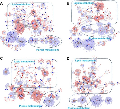 Figure 4 Correlation networks of the metabolites, genes, and proteins regulated in lung tissues of COPD rats and BJF-treated rats.